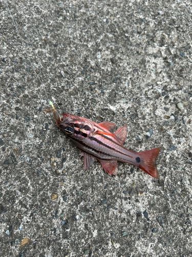ネンブツダイの釣果
