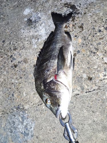 チヌの釣果