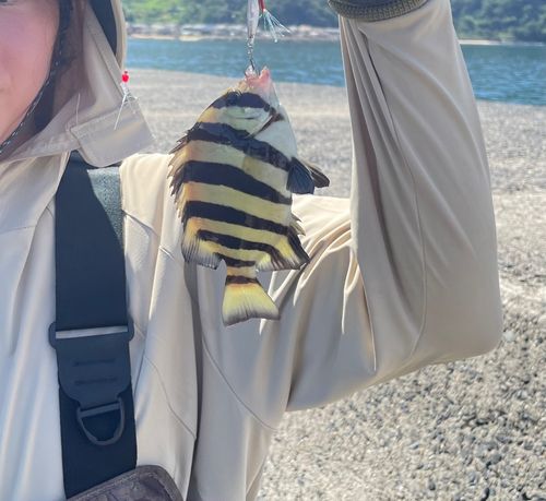 シマダイの釣果