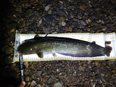 ナマズの釣果