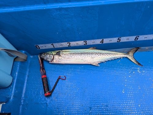 サワラの釣果