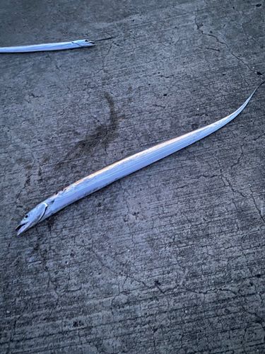 タチウオの釣果