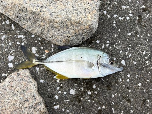 メッキの釣果