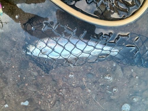 ヒメマスの釣果