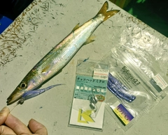 カマスの釣果