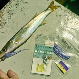 カマス