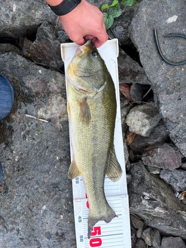 ブラックバスの釣果