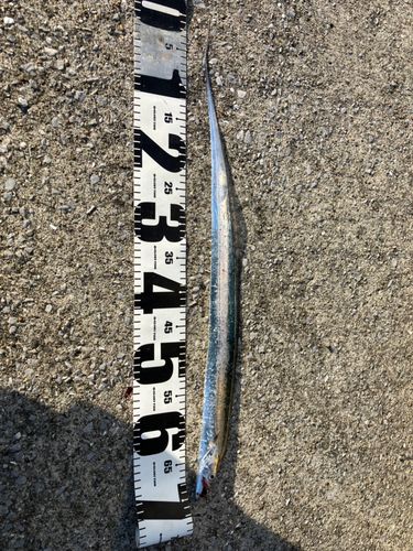 タチウオの釣果