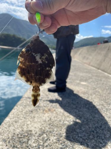 カワハギの釣果