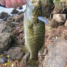 スモールマウスバス