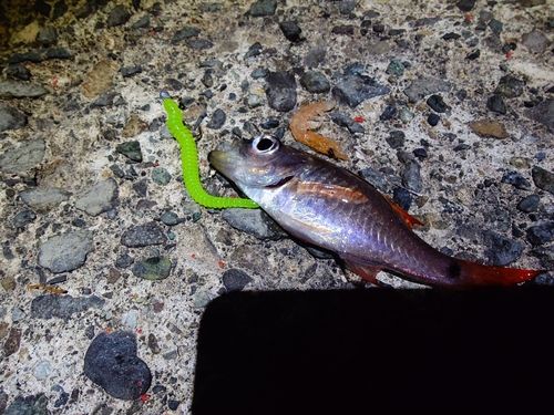 ネンブツダイの釣果