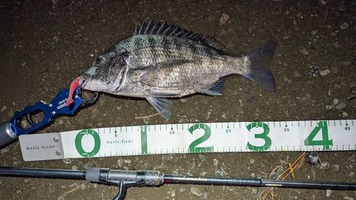 チヌの釣果