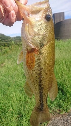 ラージマウスバスの釣果