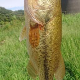 ラージマウスバス