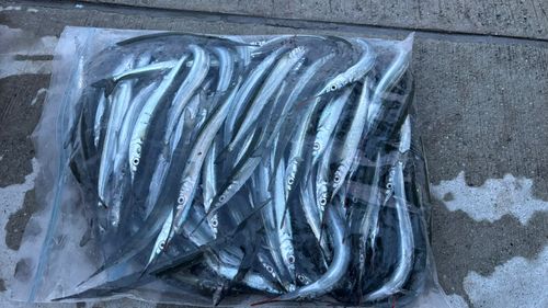 サヨリの釣果