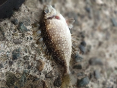 アイゴの釣果