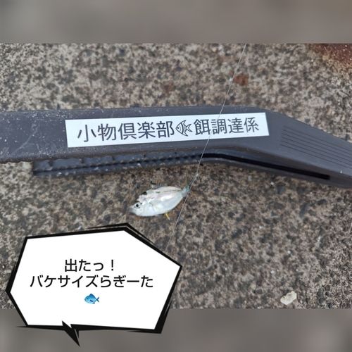 ヒイラギの釣果