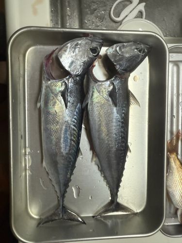 熱海港