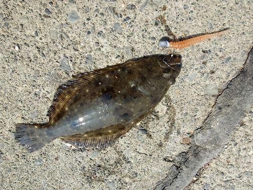 カレイの釣果