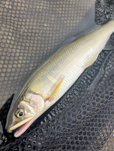 アユの釣果