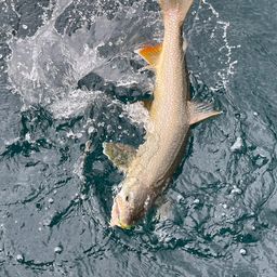 レイクトラウト