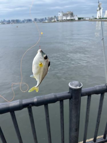 若洲海浜公園海釣り施設