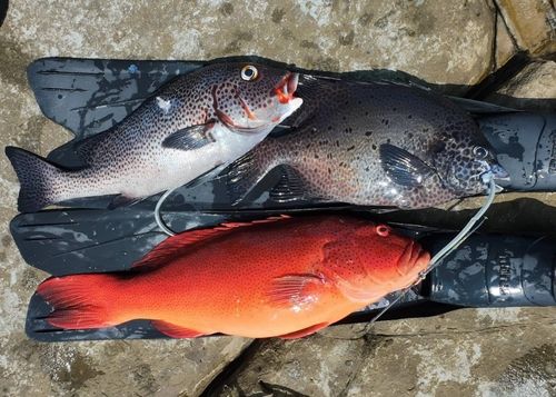 スジアラの釣果