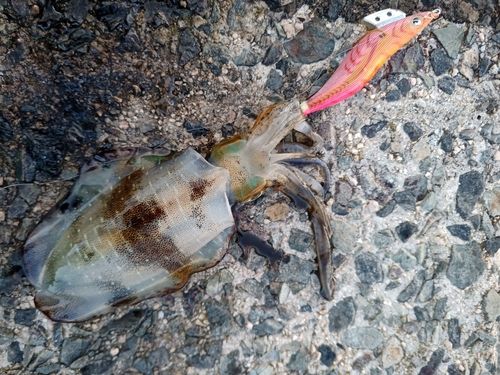 アオリイカの釣果
