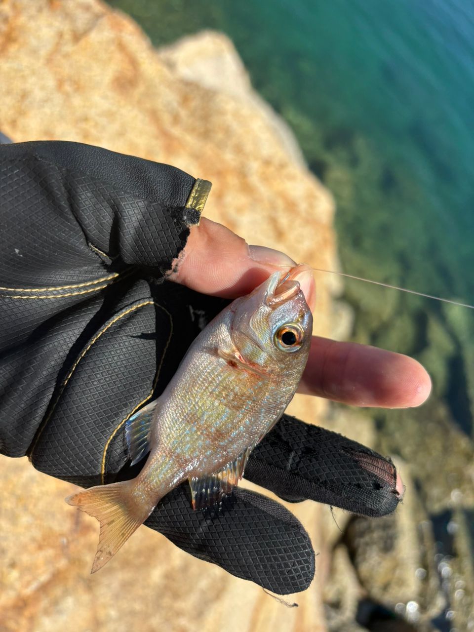 前チンさんの釣果 1枚目の画像