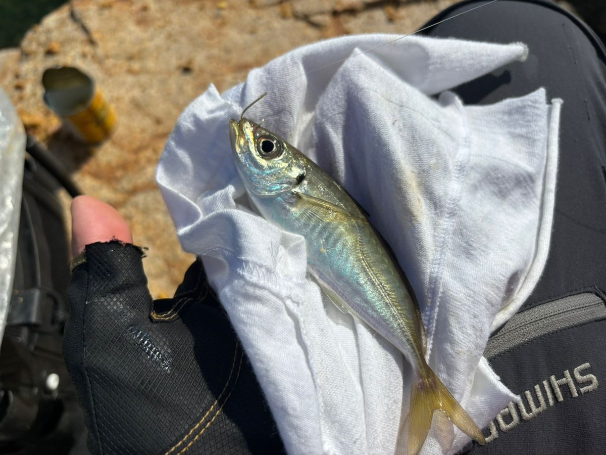 前チンさんの釣果 2枚目の画像