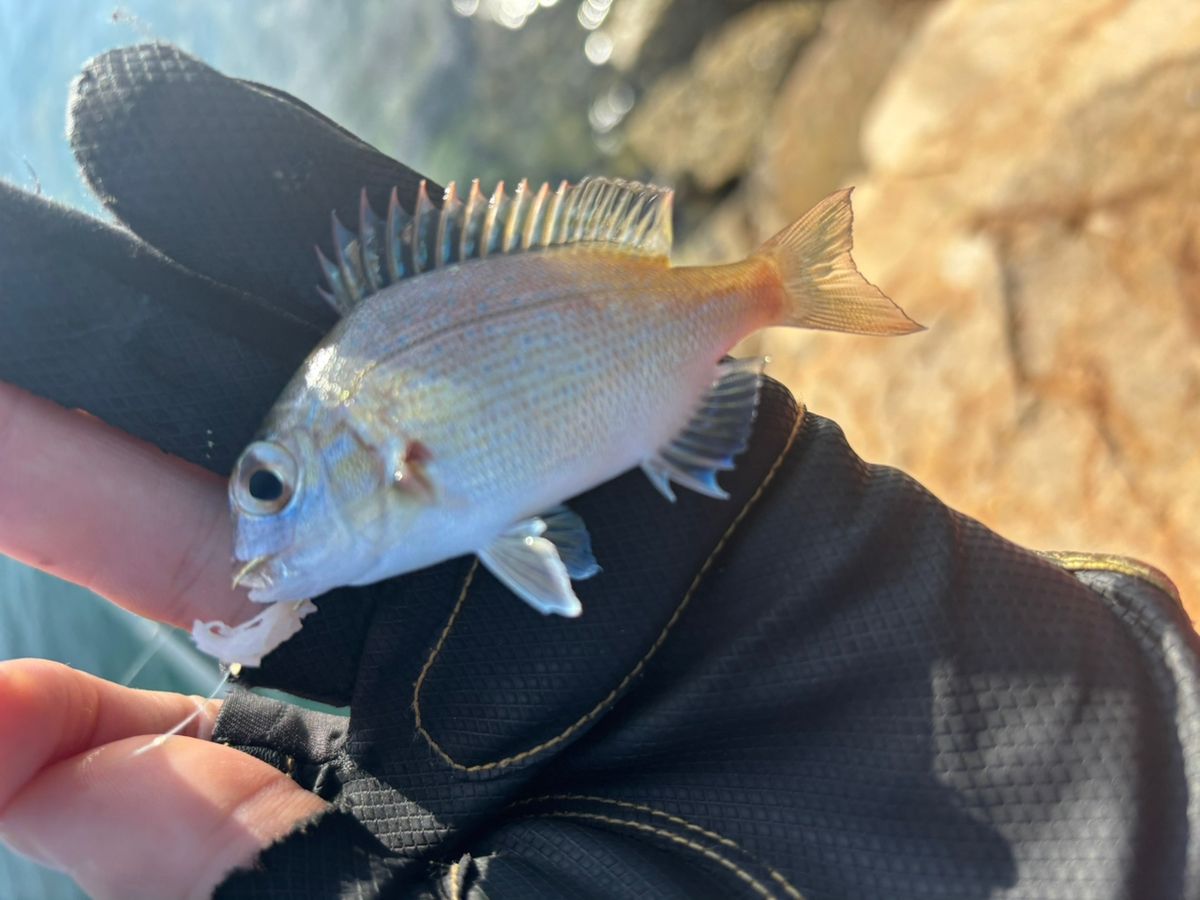 前チンさんの釣果 3枚目の画像