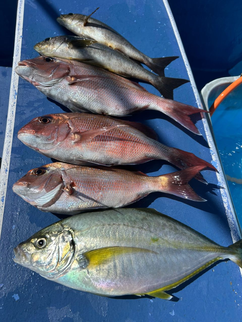 Kevin.Nさんの釣果 2枚目の画像