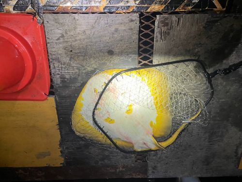 アカエイの釣果