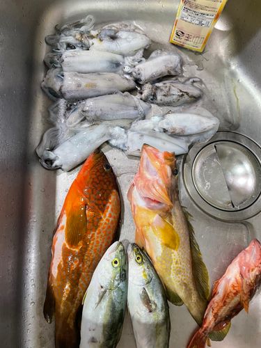 アオリイカの釣果