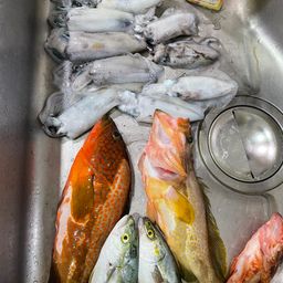 アオリイカ