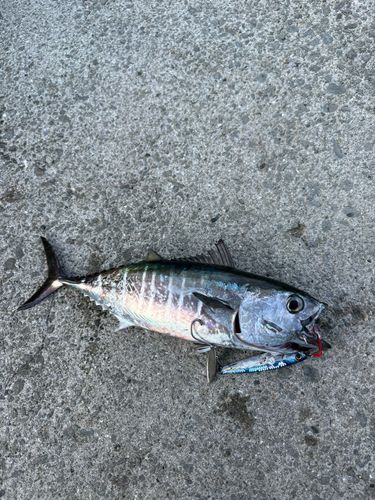 宇和島湾