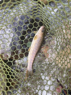 イワナの釣果