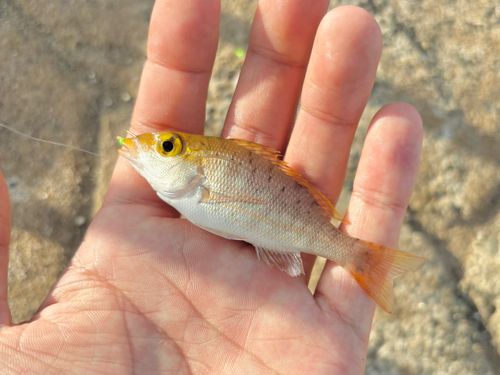 イトフエフキの釣果