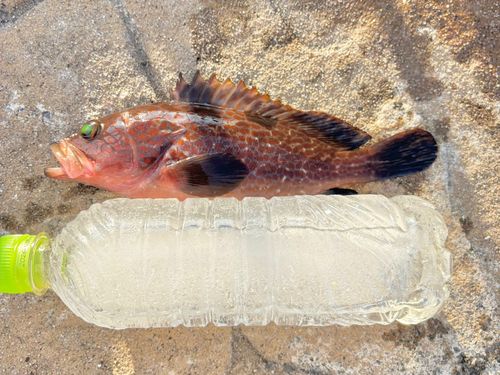 キジハタの釣果