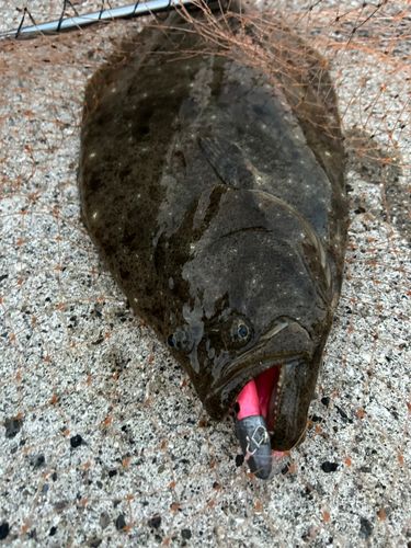 ヒラメの釣果
