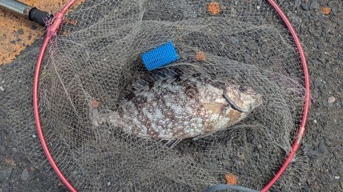 アイゴの釣果