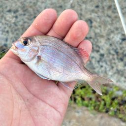 マダイ