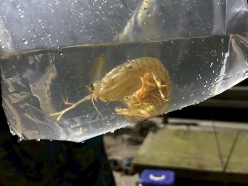 シャコの釣果