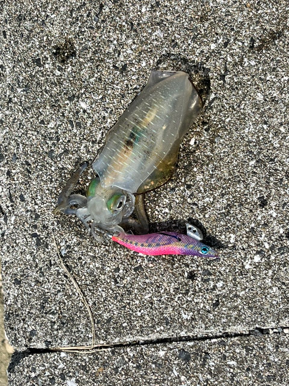 アオリイカ