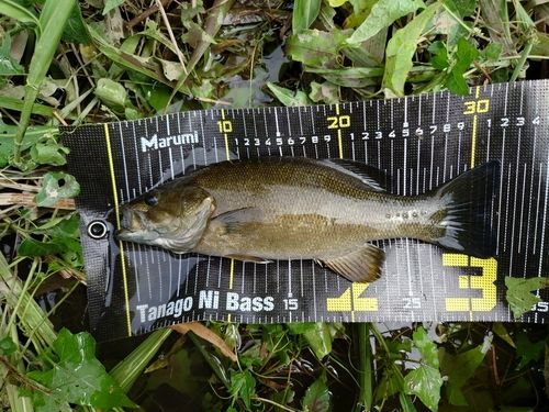 スモールマウスバスの釣果
