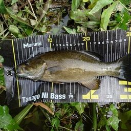 スモールマウスバス