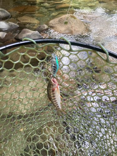 ヤマメの釣果