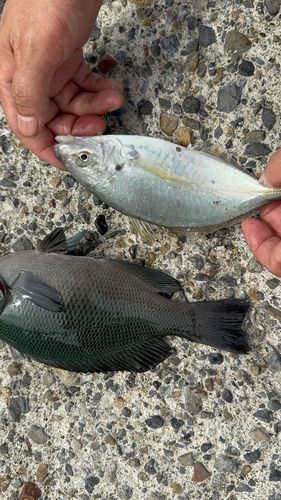 シマアジの釣果