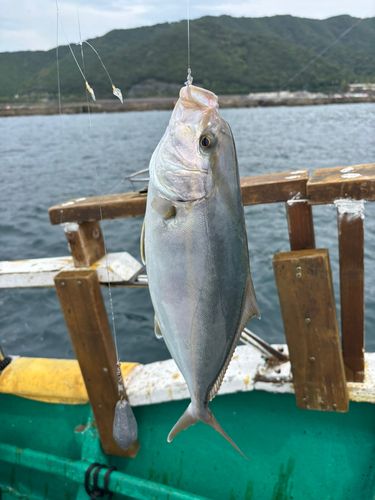 カンパチの釣果