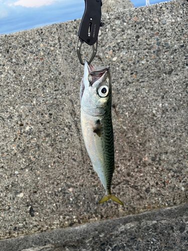 サバの釣果
